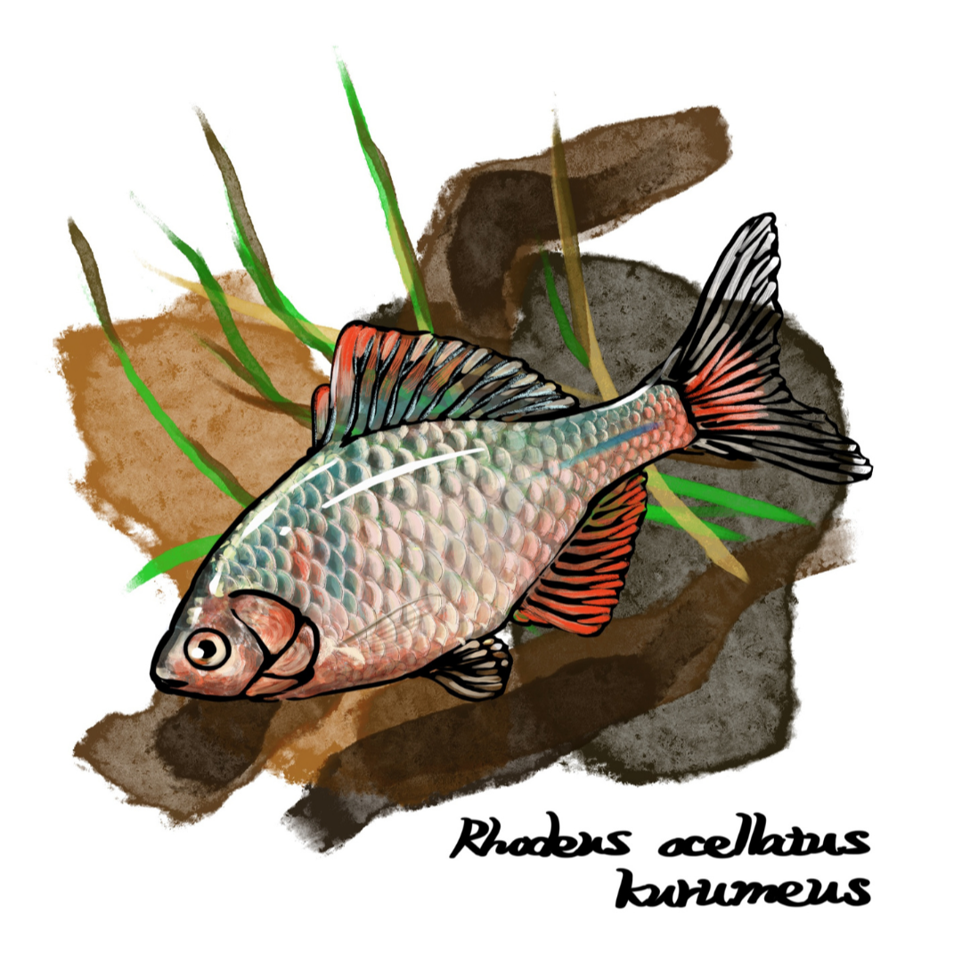 ニッポンバラタナゴ(学名: Rhodeus ocellatus kurumeus)の淡い体色と鮮やかな婚姻色を描いた精密イラスト。観察用・教育用に使える図解付き