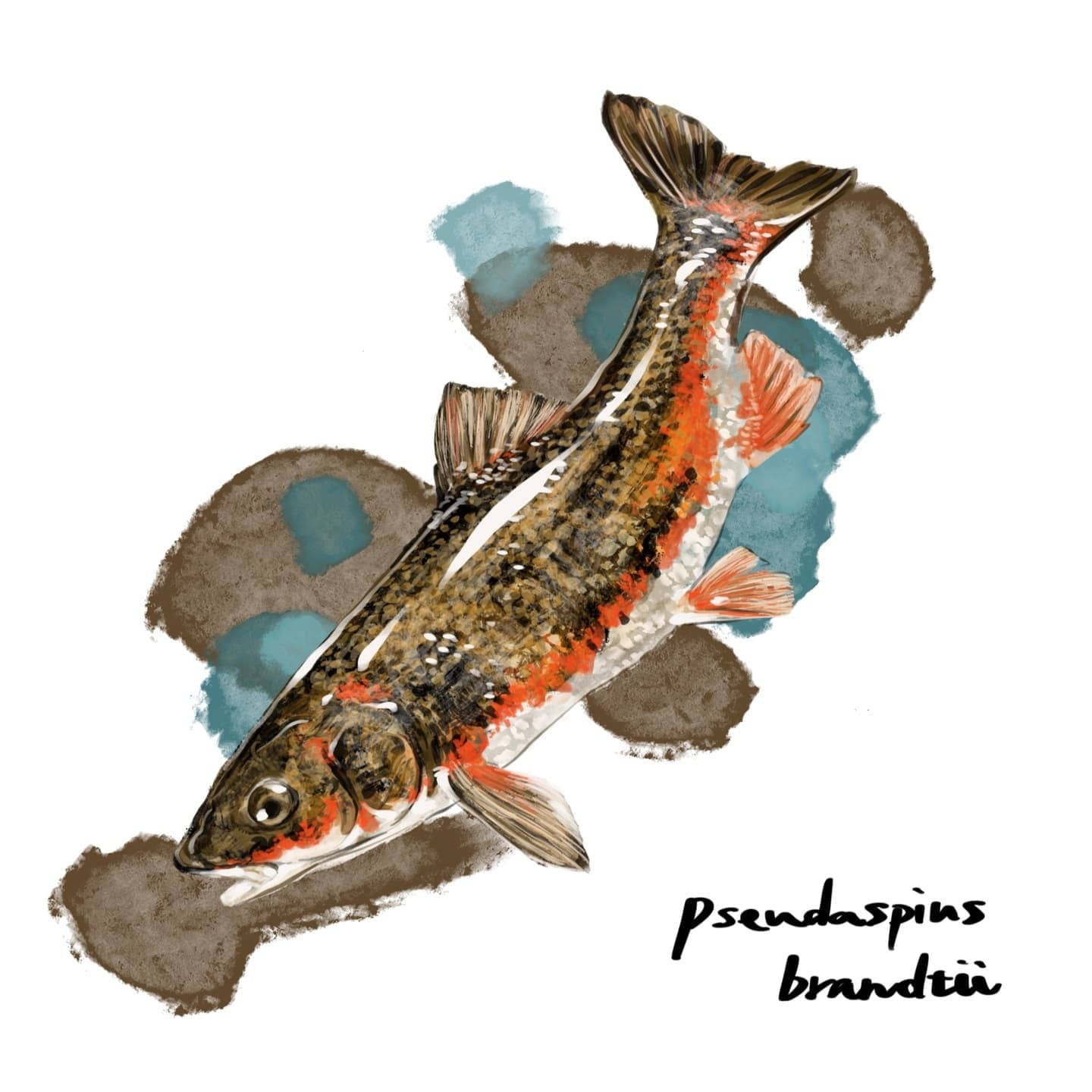 無料で使えるマルタウグイの魚イラスト素材