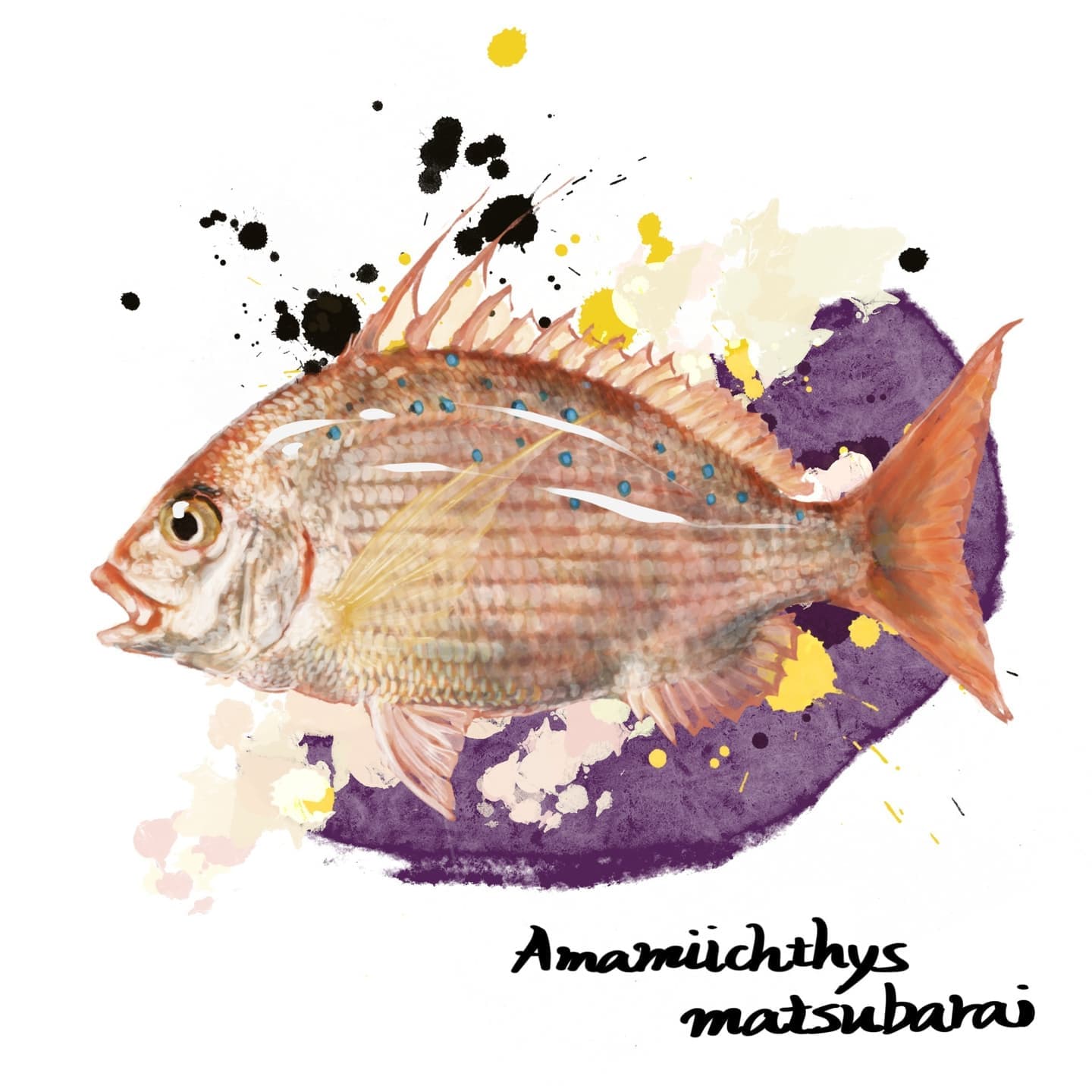 無料で使えるホシレンコの魚イラスト素材