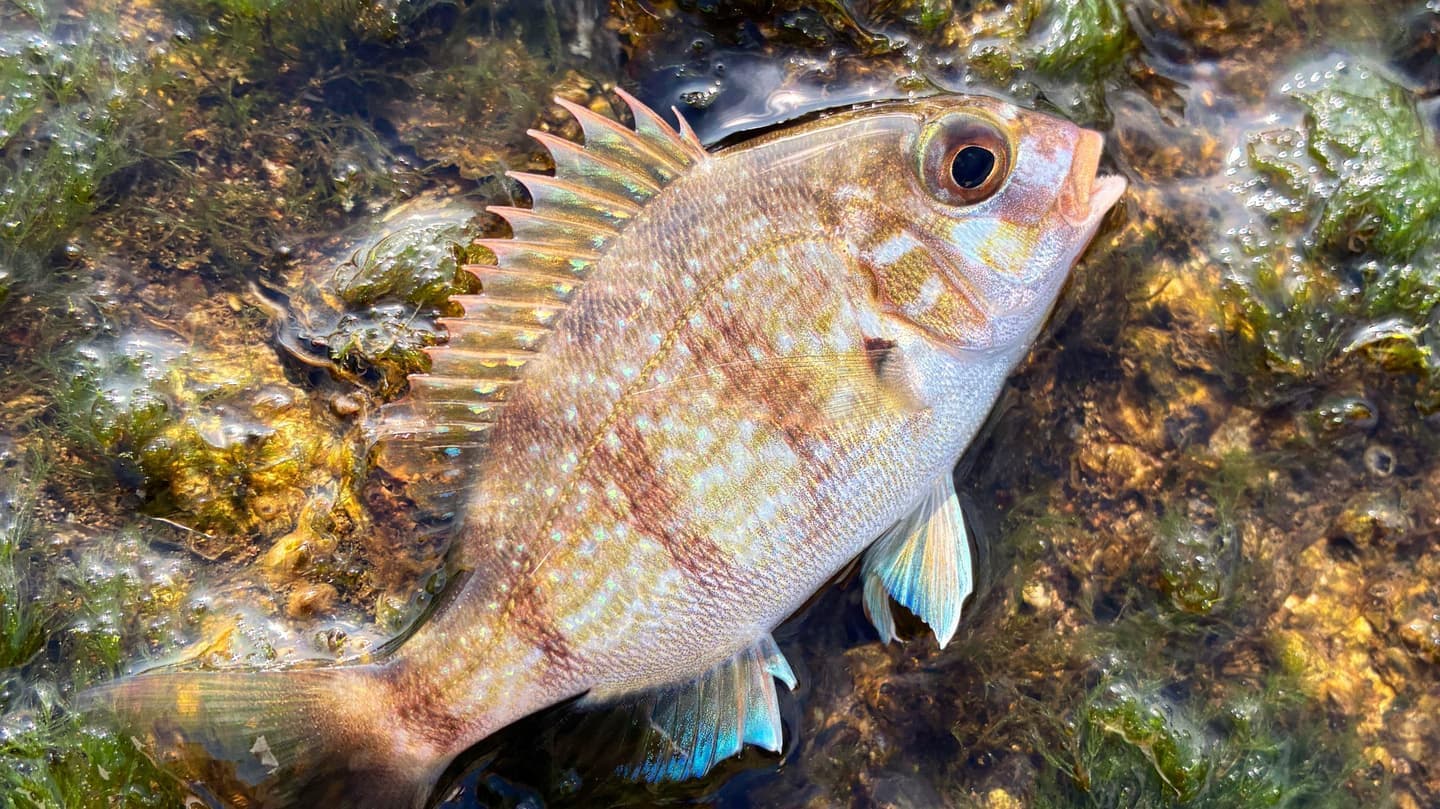 釣り上げた真鯛の稚魚