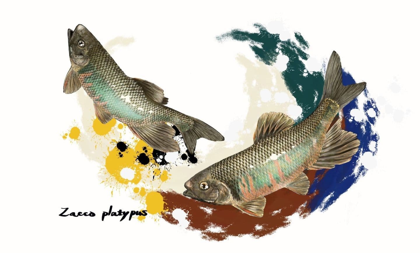 魚類イラストアーカイブのメインビジュアル:オイカワのオス(婚姻色)