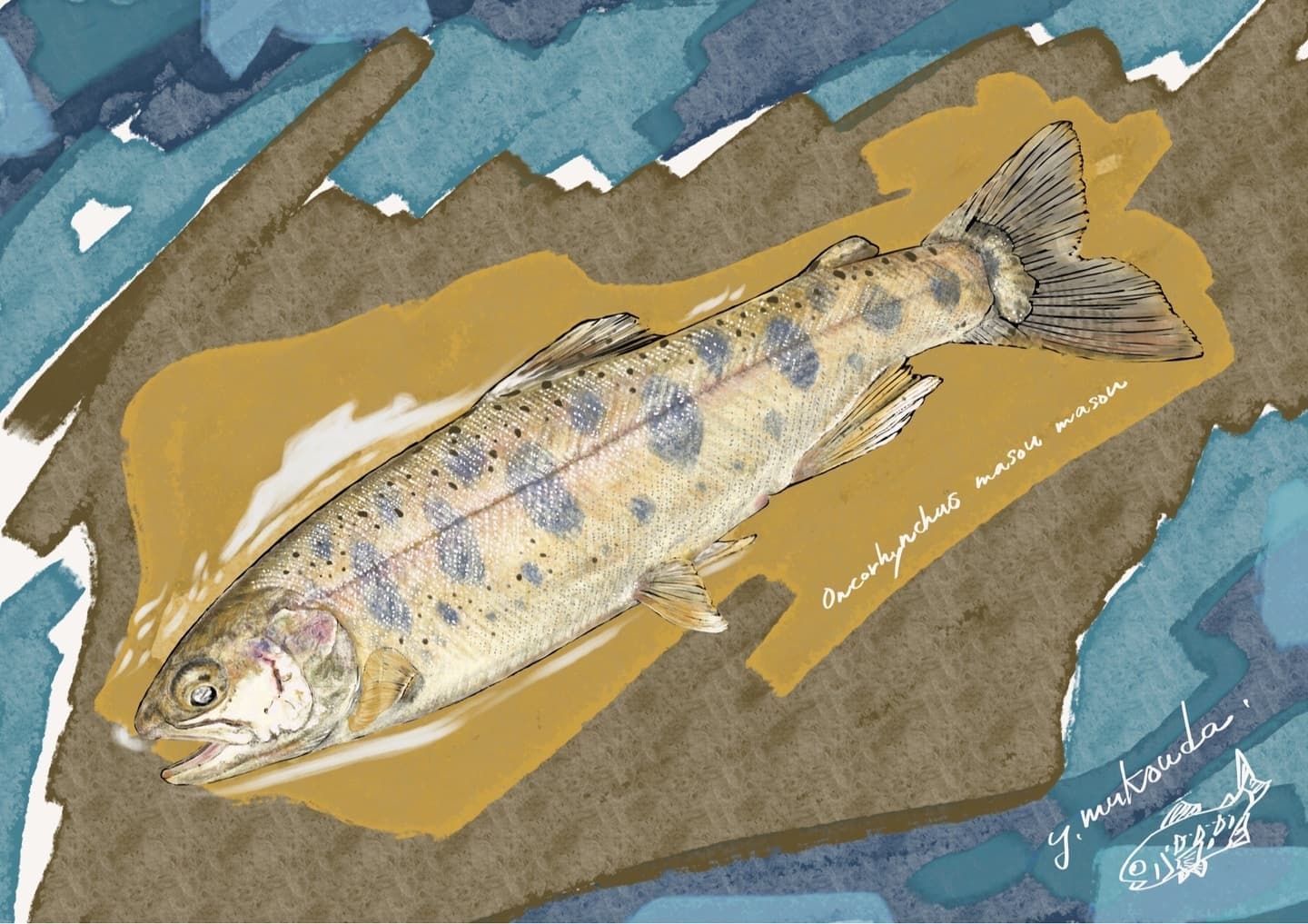 ヤマメ（学名: Oncorhynchus masou）の正確で美しい魚イラスト素材。学習教材や研究用図版に最適な透過PNG対応"