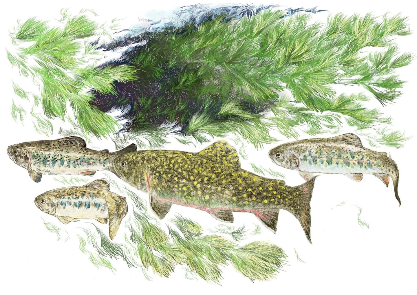 クリニックに展示用に描いた渓流魚たち