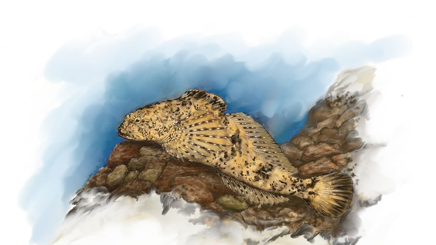 川底で佇むカジカ