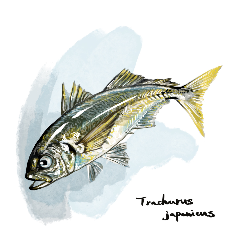 アジの正確で美しい魚イラスト素材