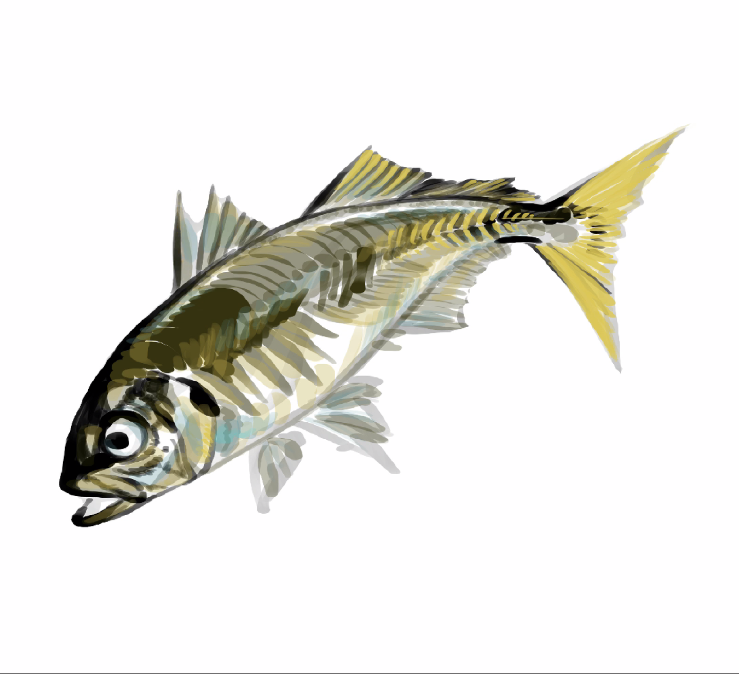 魚全体にベースカラーを乗せたアジのイラスト。銀青や緑がかった色を薄く塗り、透明感を感じさせるベース塗りの段階。