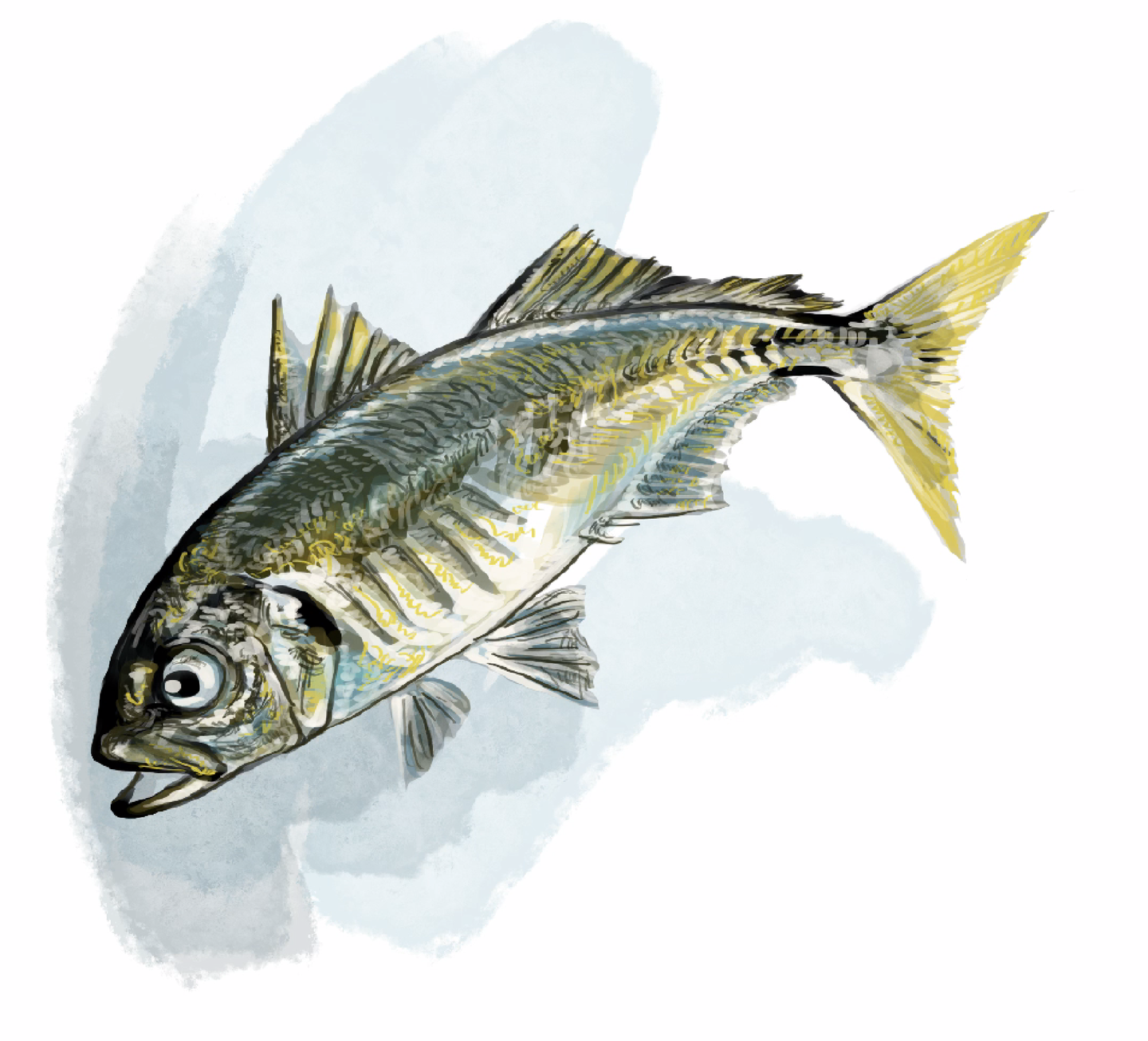 アジの体に沿って青みから白っぽい腹部へと色分けし、鱗や模様を詳細に描き入れたカラーイラスト。リアルな表情を出す段階