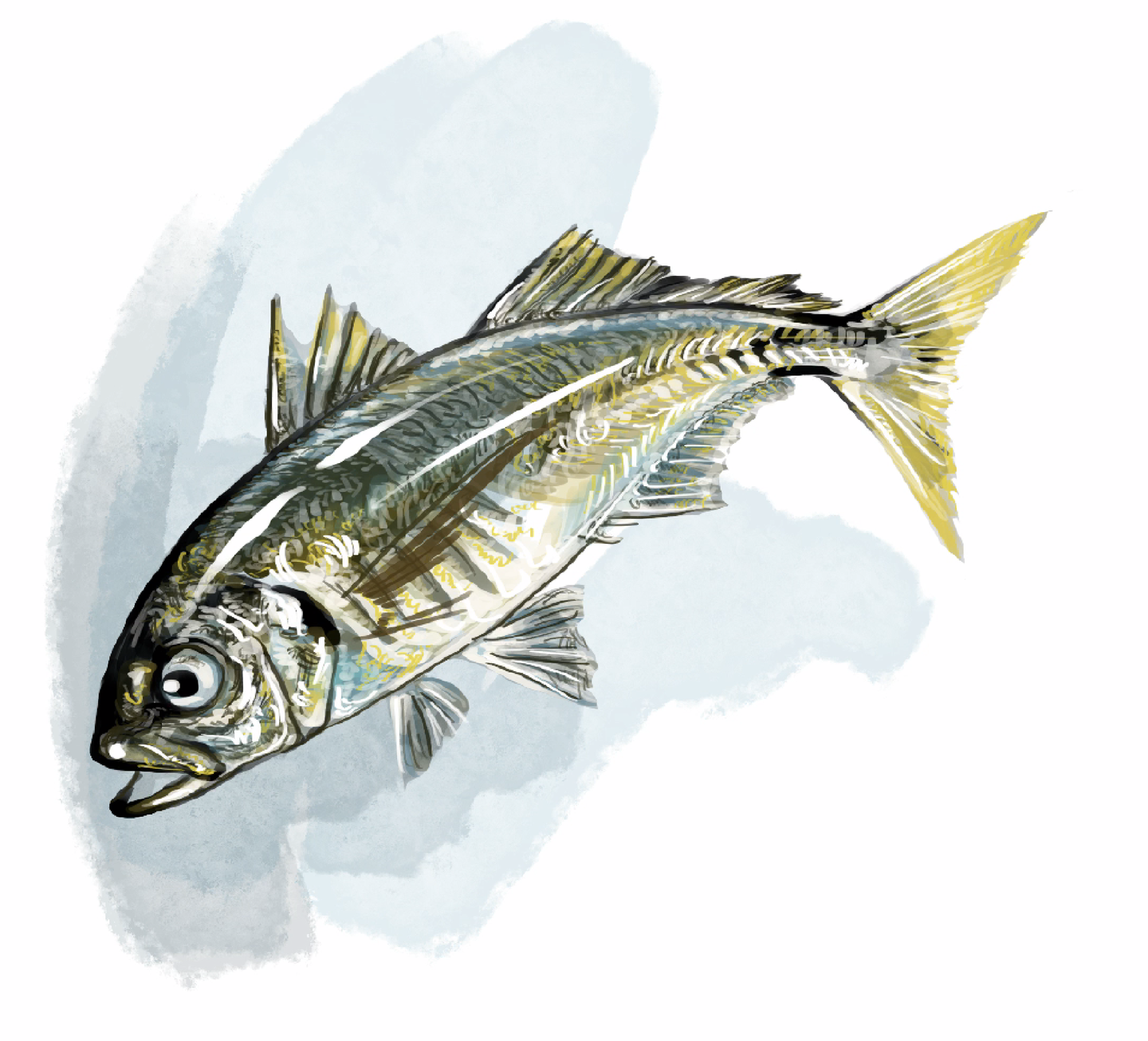 魚体にハイライトを入れ、光の反射を表現したアジのイラスト。銀色の反射が立体感を際立たせ、生命感を付加。