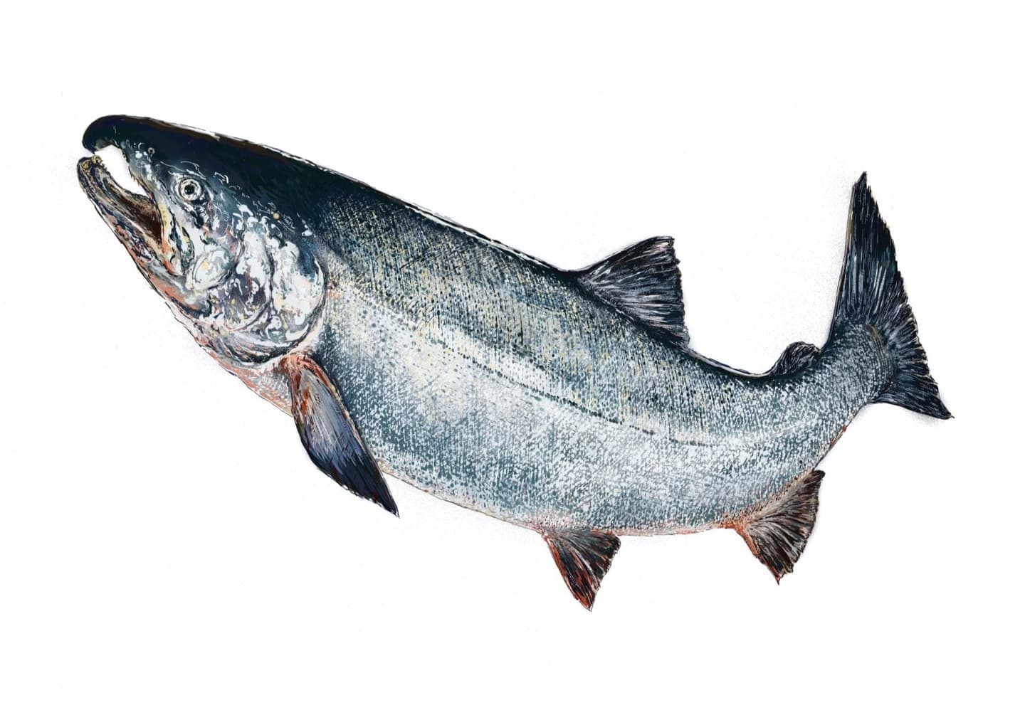 論文内の図として依頼のあったサケのイラスト