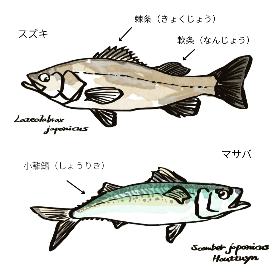 スズキとマサバのイラスト図解。上にはスズキ(Lateolabrax japonicus)が描かれており、背ビレの棘条(きょくじょう)と軟条(なんじょう)が矢印で示されている。下にはマサバ(Scomber japonicus)が描かれており、小離鰭(しょうりき)が矢印で示されている。