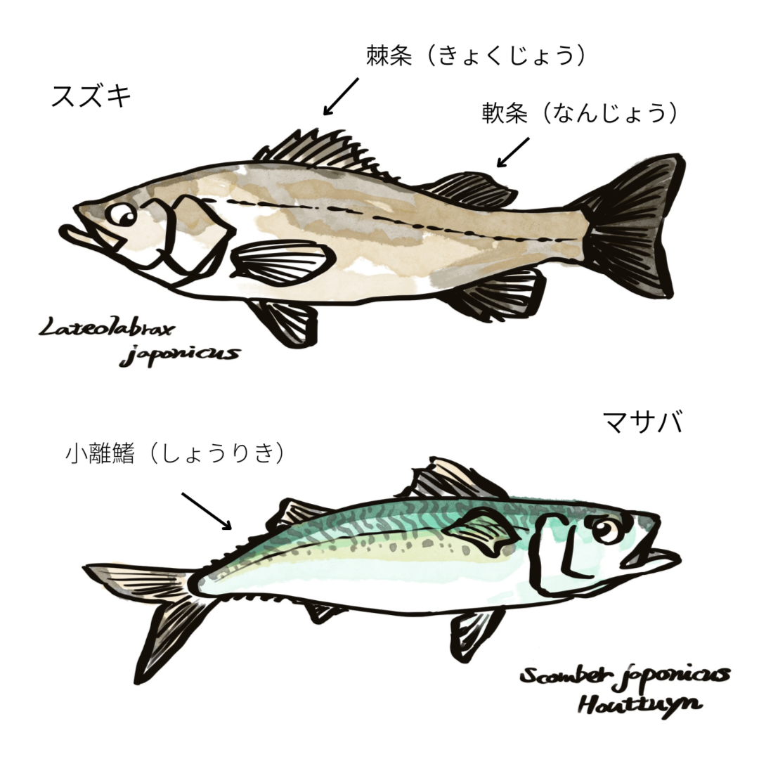 スズキとマサバのイラスト図解。上にはスズキ(Lateolabrax japonicus)が描かれており、背ビレの棘条(きょくじょう)と軟条(なんじょう)が矢印で示されている。下にはマサバ(Scomber japonicus)が描かれており、小離鰭(しょうりき)が矢印で示されている。