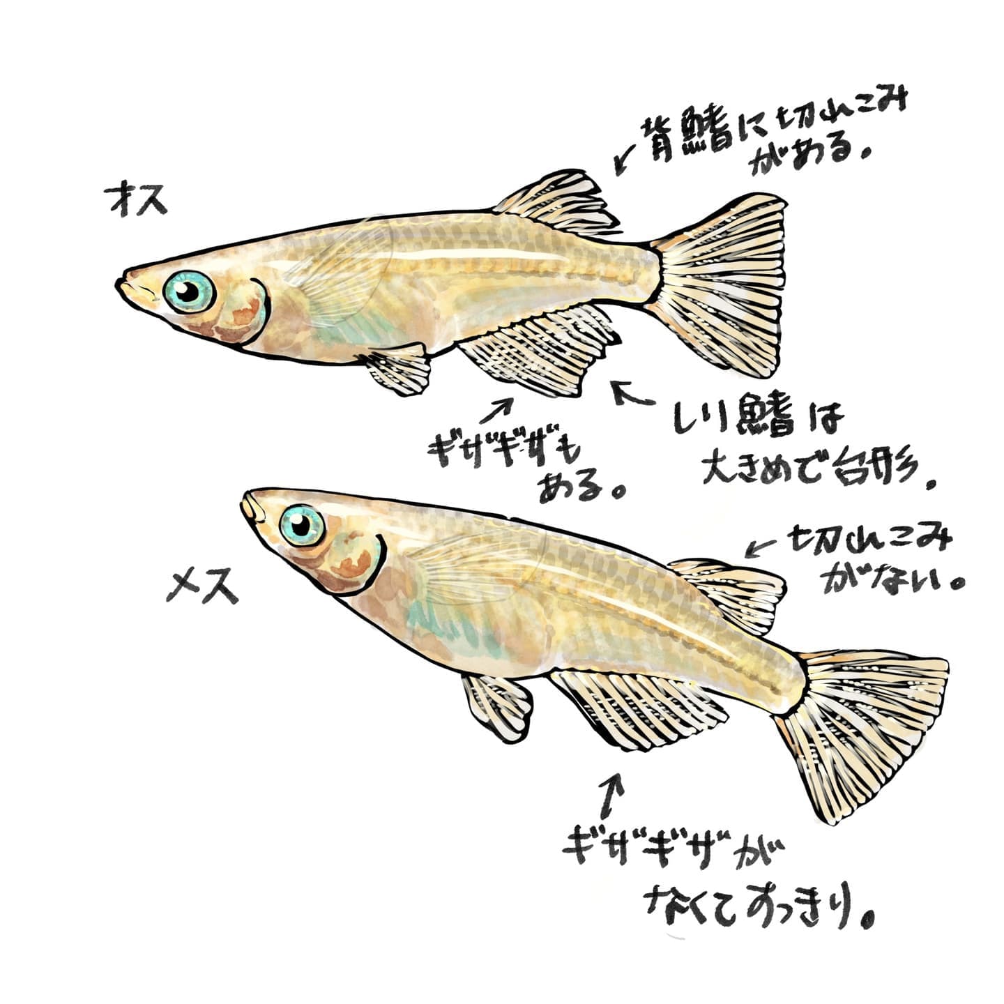 スズキとマサバのイラスト図解。上にはスズキ(Lateolabrax japonicus)が描かれており、背ビレの棘条(きょくじょう)と軟条(なんじょう)が矢印で示されている。下にはマサバ(Scomber japonicus)が描かれており、小離鰭(しょうりき)が矢印で示されている。