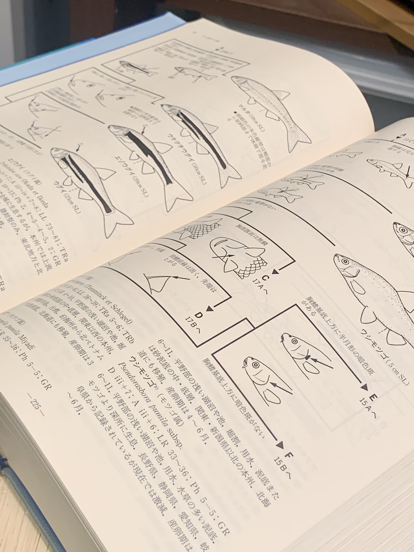 イラスト細部の描き込み