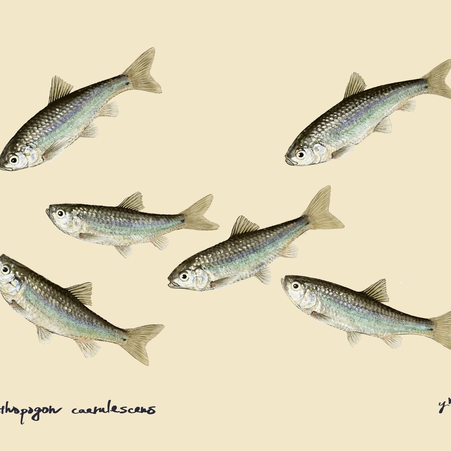 ホンモロコの正確で美しい魚イラスト素材。