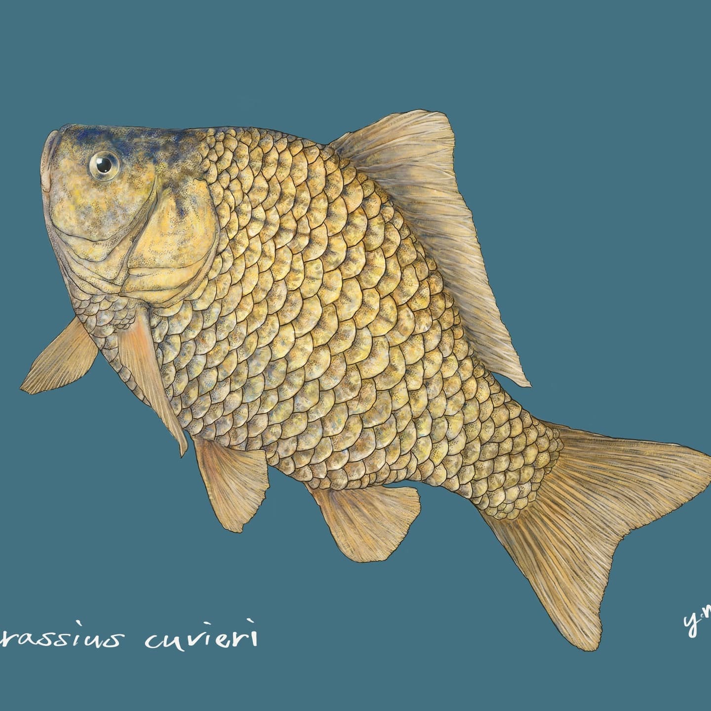 ヘラブナの正確で美しい魚イラスト素材。