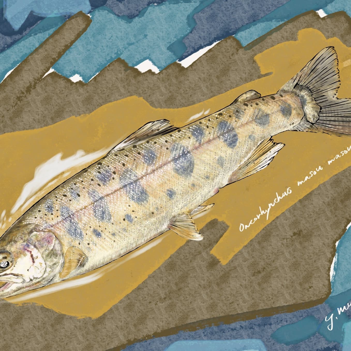 ヤマメ（学名: Oncorhynchus masou）の正確で美しい魚イラスト素材。