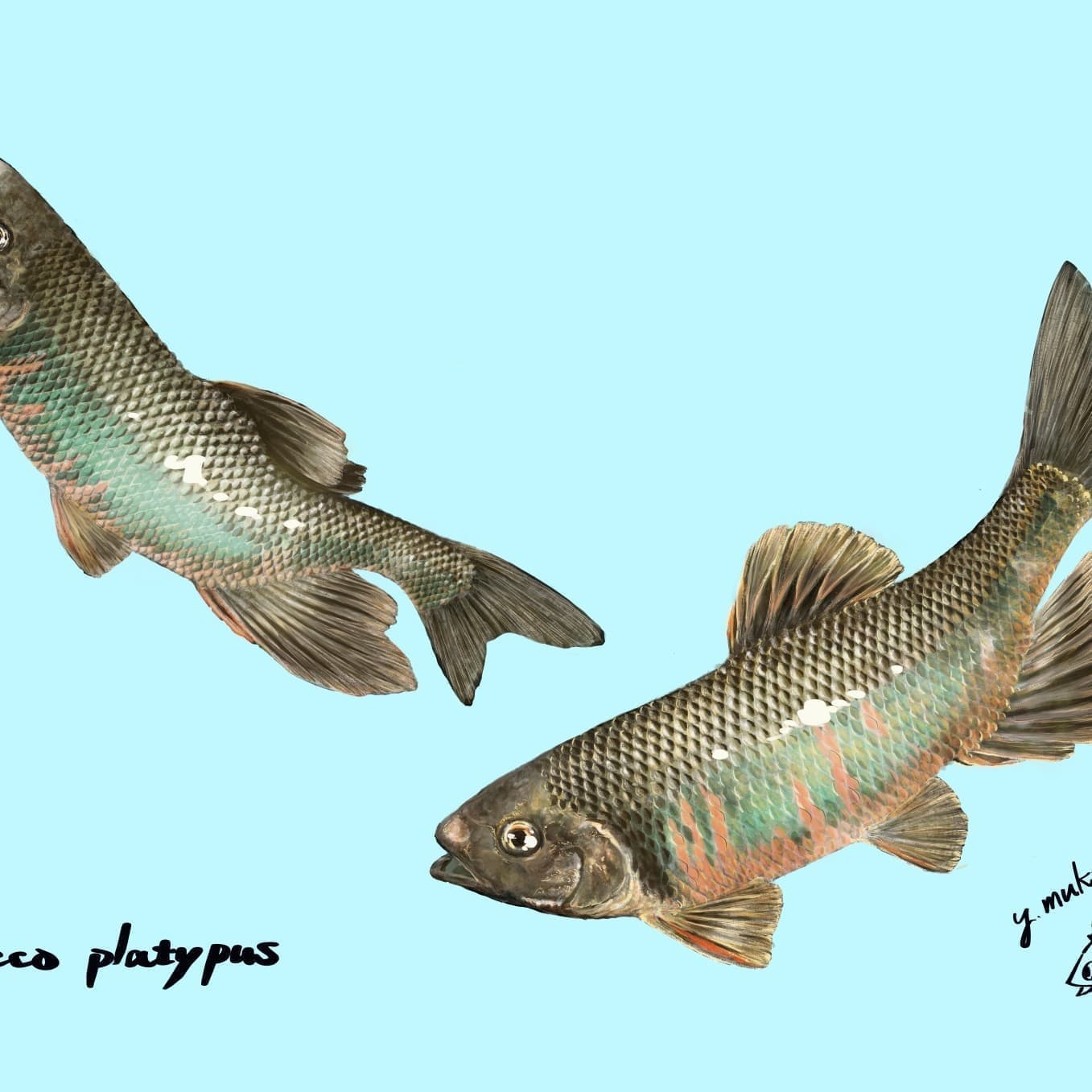 オイカワの正確で美しい魚イラスト素材。