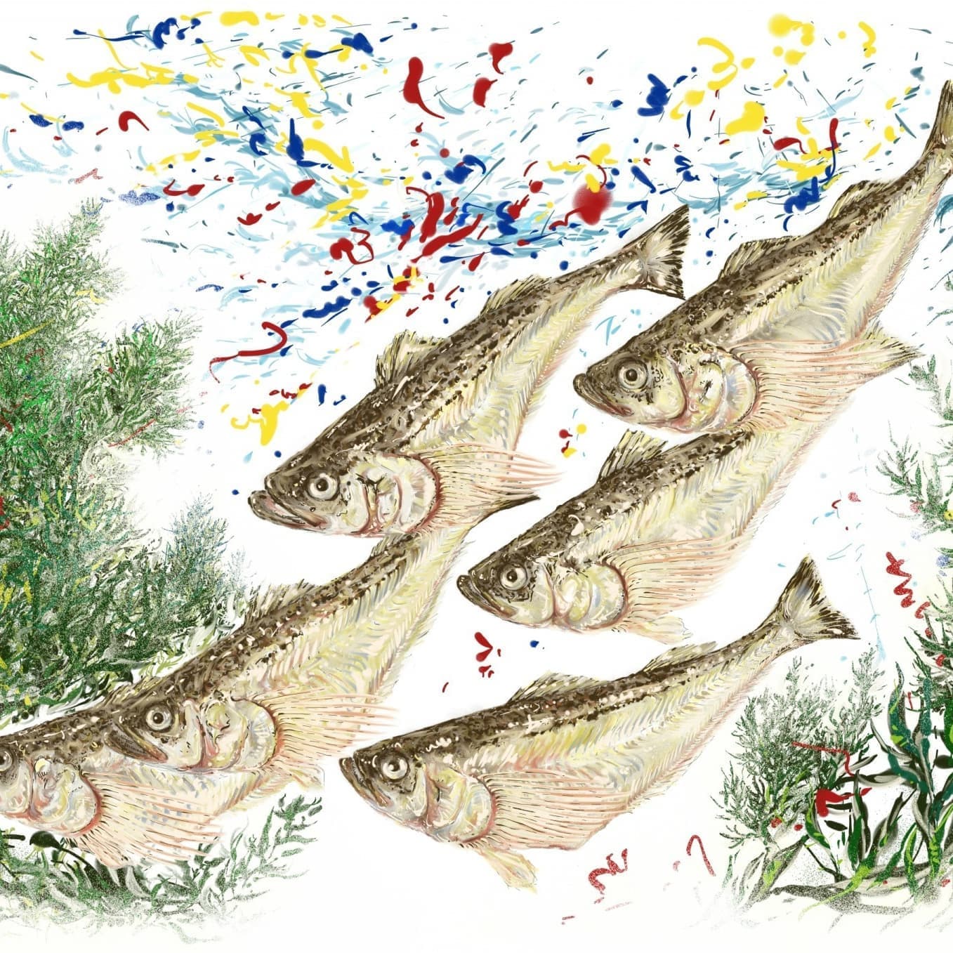 ハタハタの正確で美しい魚イラスト素材。