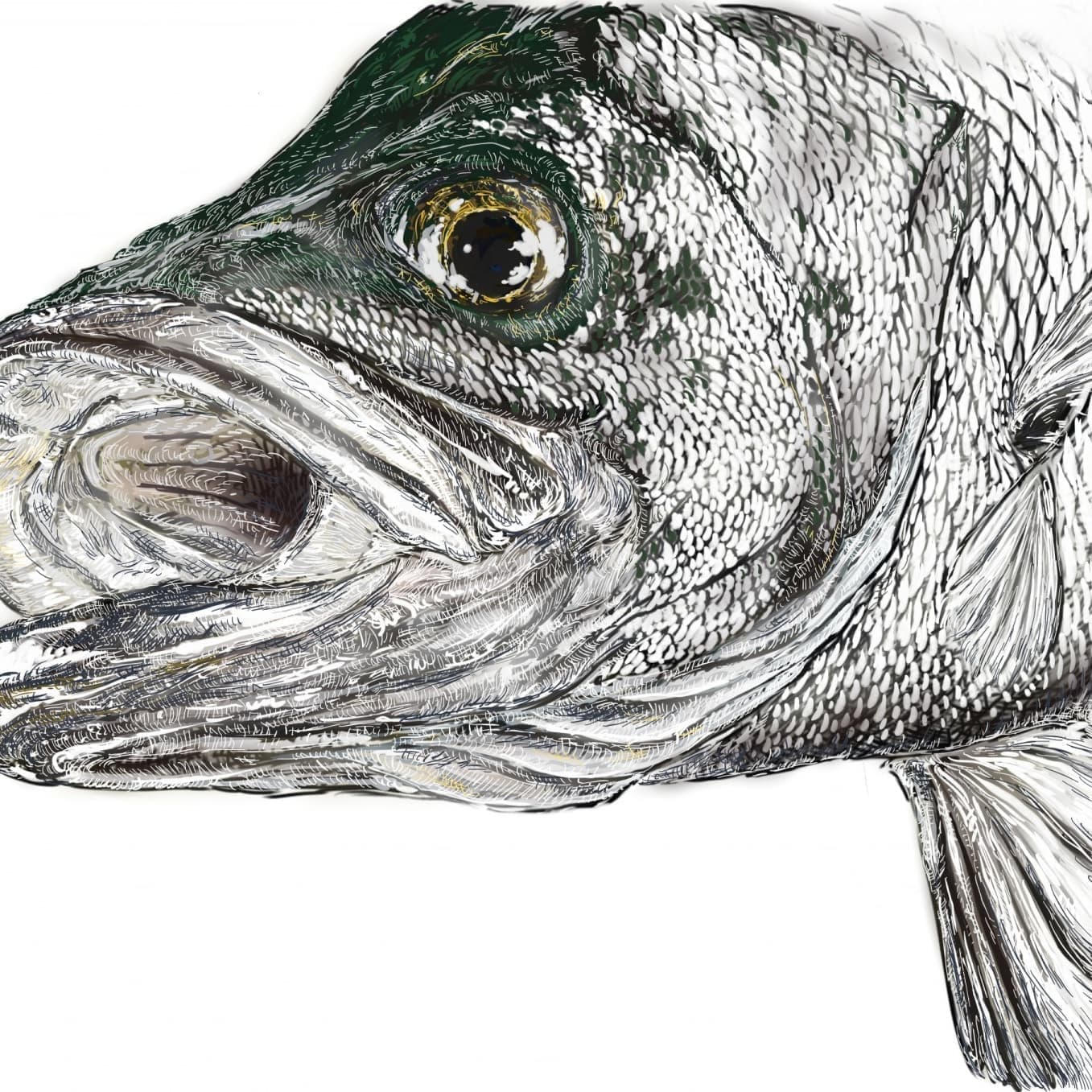 ヒラスズキの正確で美しい魚イラスト素材。