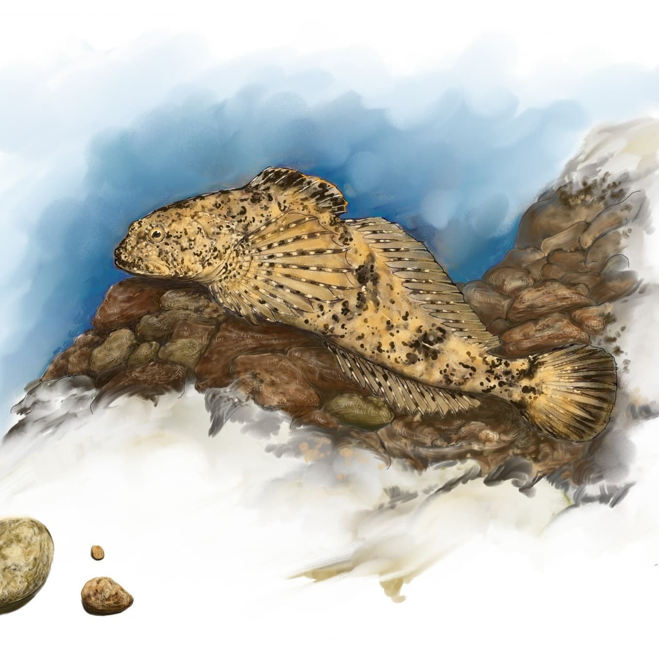 カジカの正確で美しい魚イラスト素材。