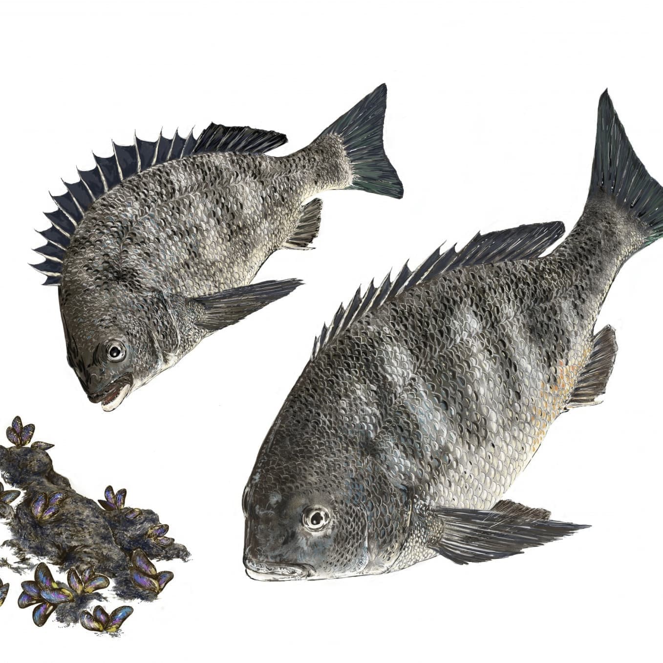 クロダイの正確で美しい魚イラスト素材。