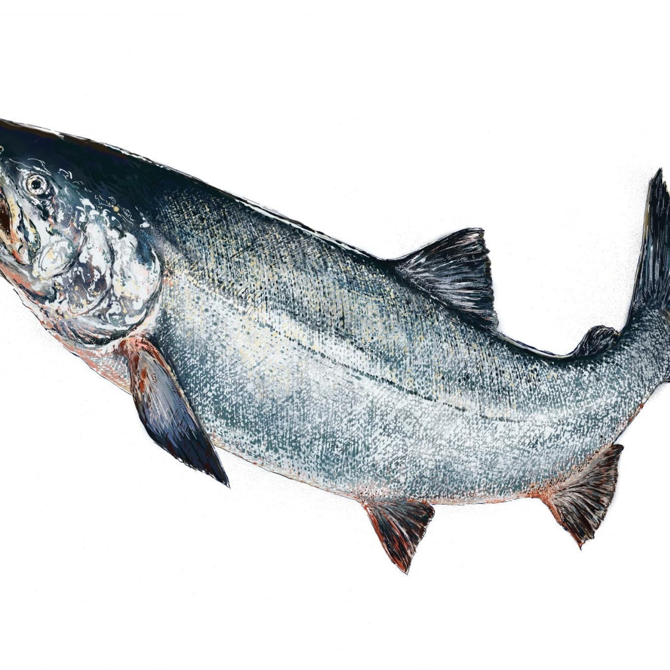 サケの正確で美しい魚イラスト素材。