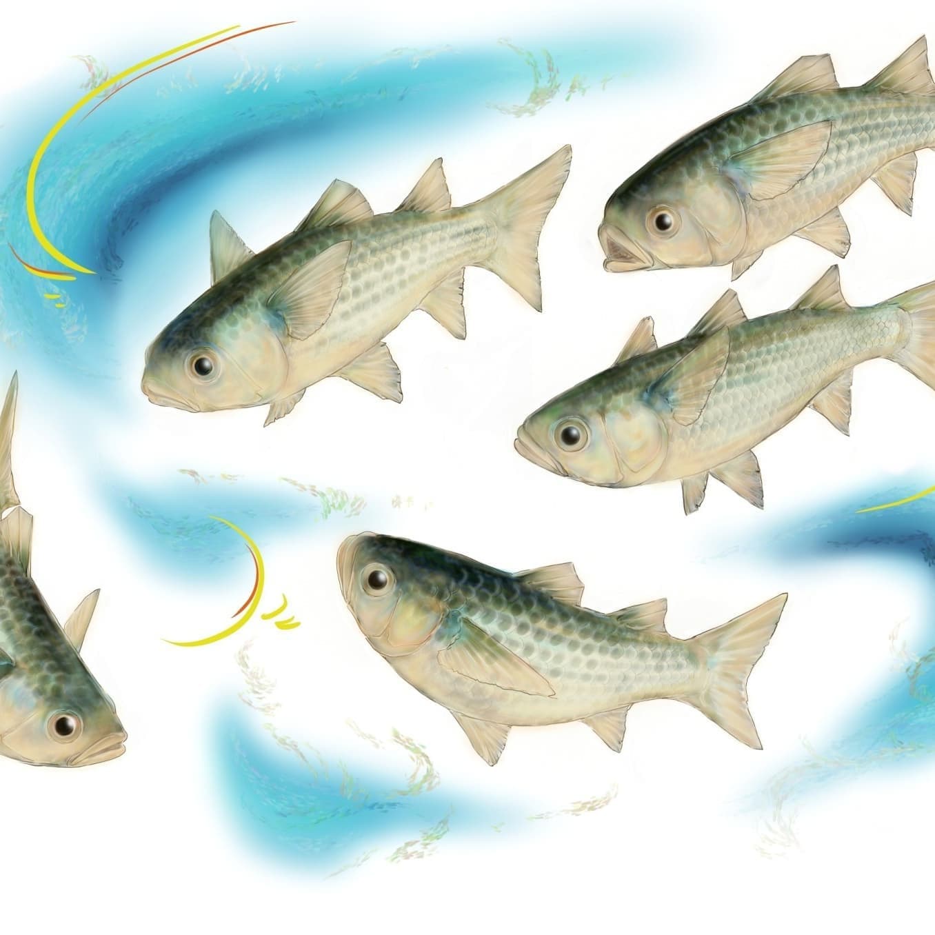 ボラ（稚魚）の正確で美しい魚イラスト素材。