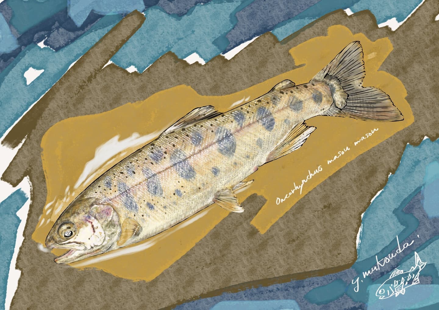 ヤマメ（学名: Oncorhynchus masou）の正確で美しい魚イラスト素材