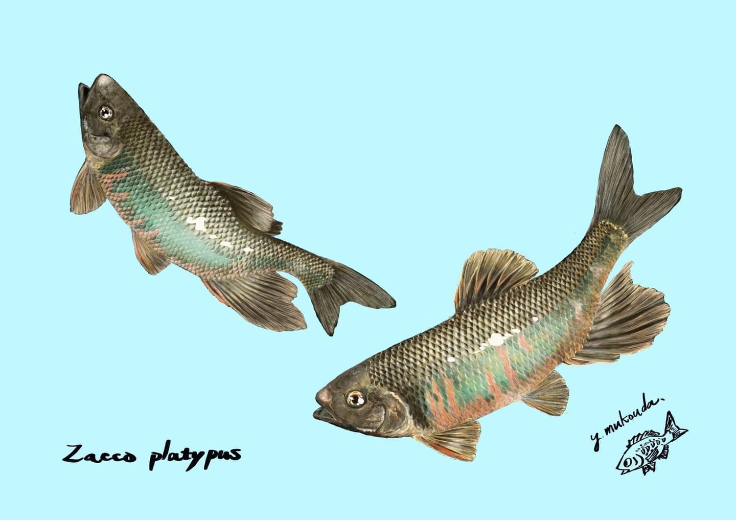 オイカワ（学名: Zacco platypus）の正確で美しい魚イラスト素材