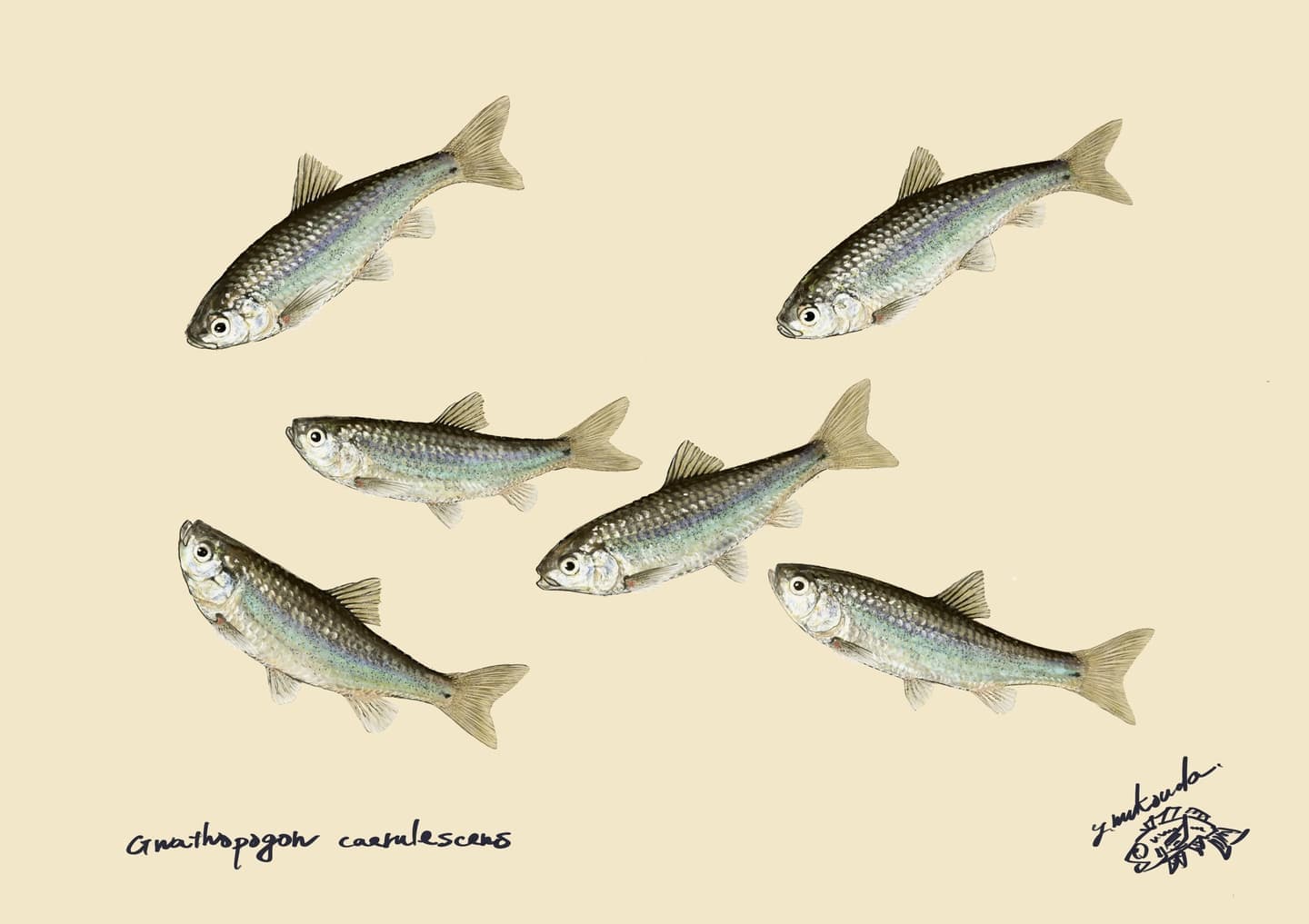 ホンモロコ（学名: Gnathopogon caerulescens）の正確で美しい魚イラスト素材