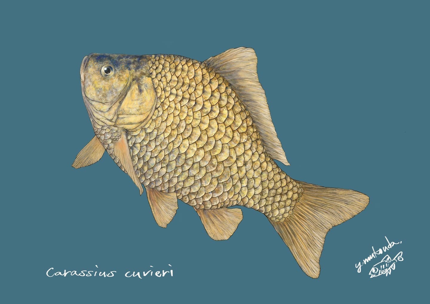 ヘラブナ（学名:Carassius cuvier ）の正確で美しい魚イラスト素材