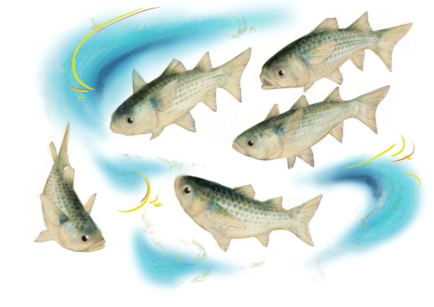 ボラ（学名: Mugil cephalus cephalus）の正確で美しい魚イラスト素材