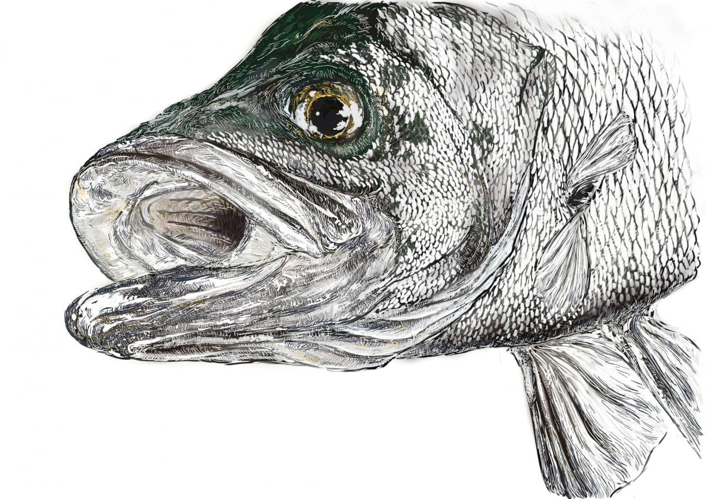 ヒラスズキ（学名: Lateolabrax latus Katayama）の正確で美しい魚イラスト素材