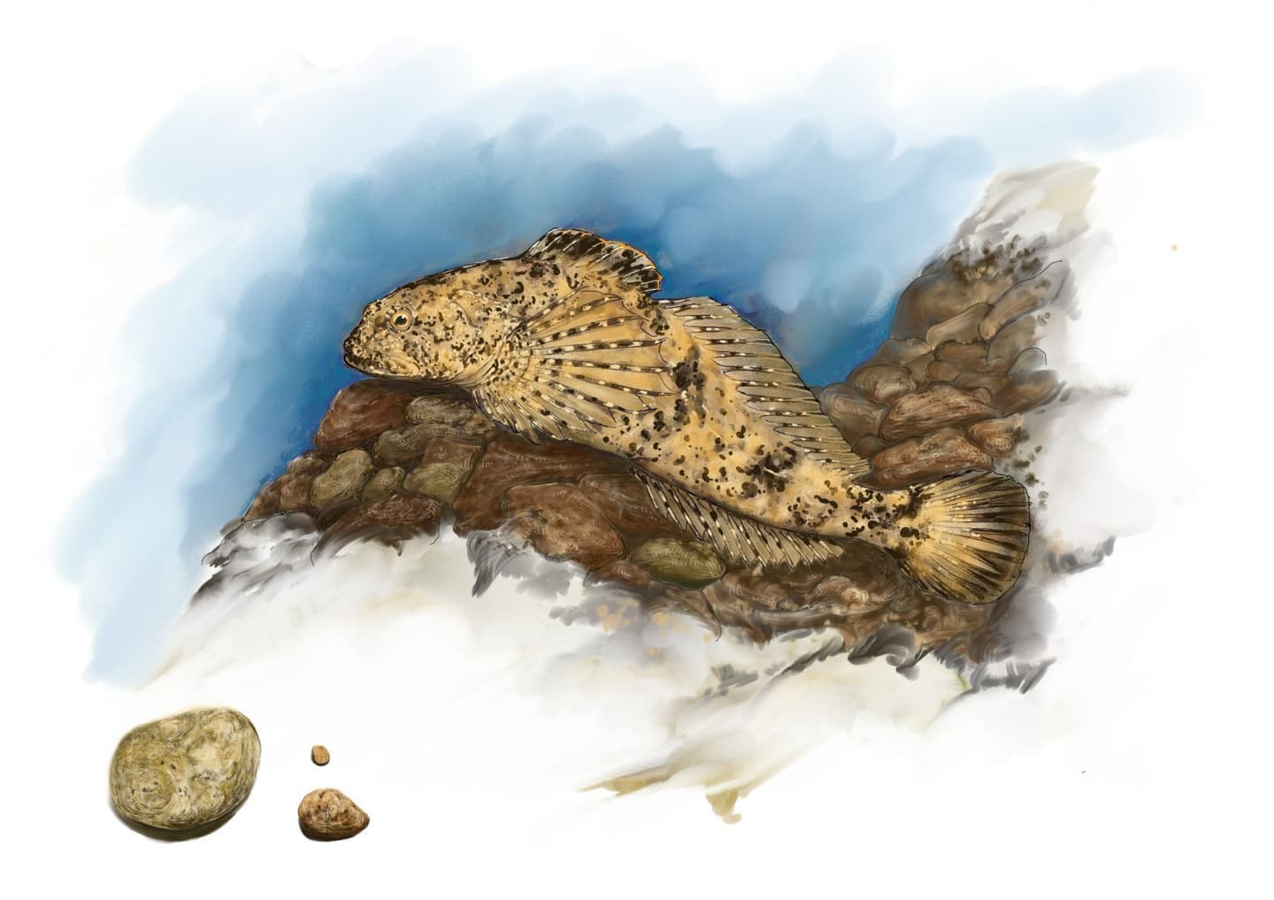 カジカ（学名: Cottus pollux）の正確で美しい魚イラスト素材