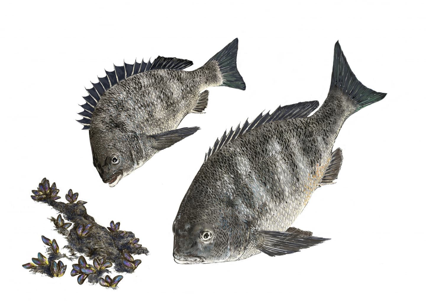 クロダイ（学名: Acanthopagrus schlegelii）の正確で美しい魚イラスト素材