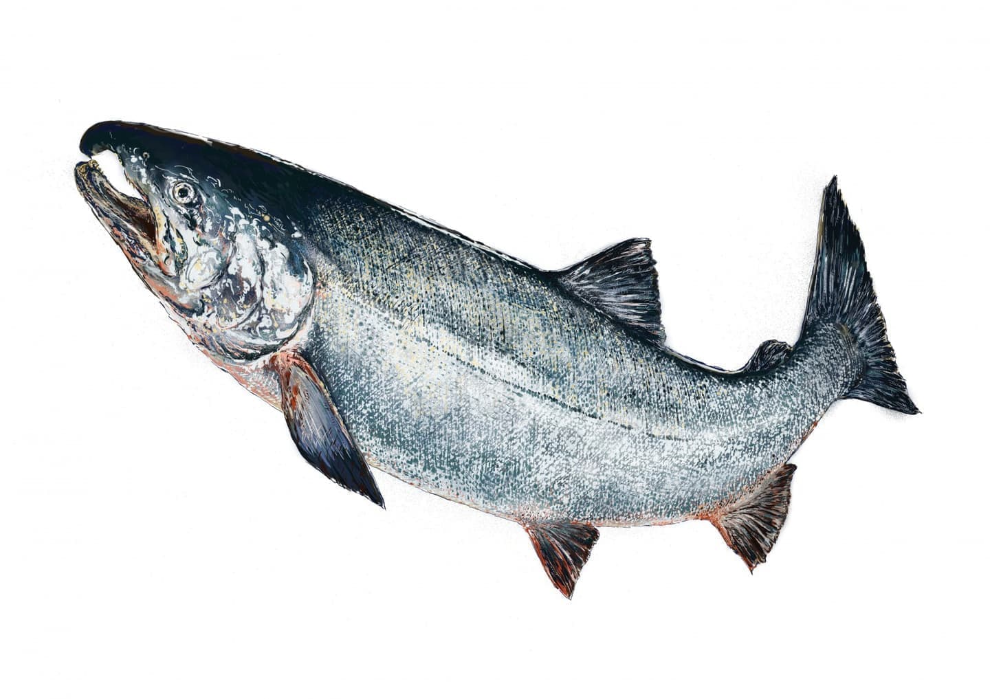 サケ（学名: Oncorhynchus keta）の正確で美しい魚イラスト素材