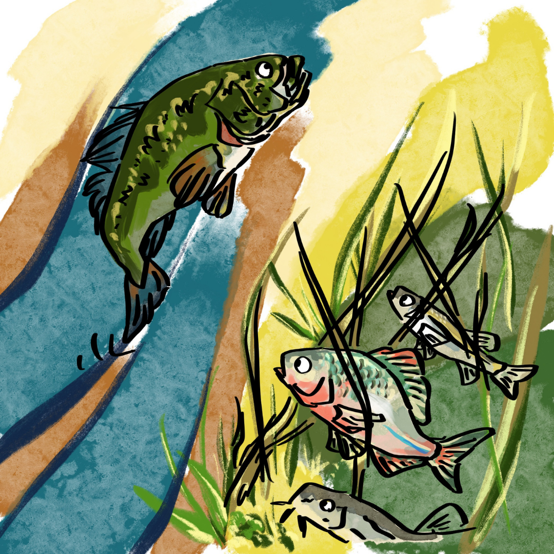 オオクチバスはトトたちを見失い、去っていくイラスト