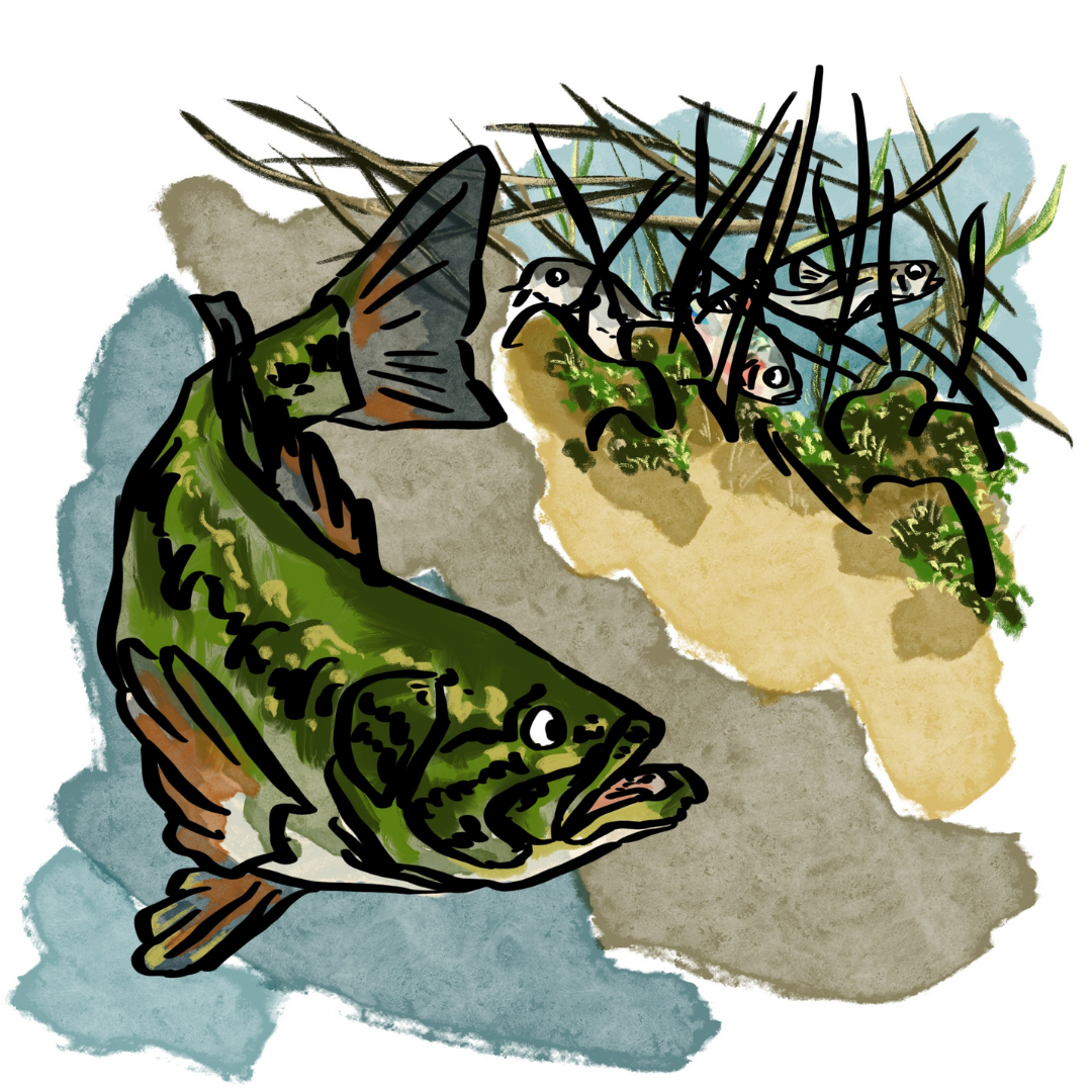 うまく隠れたトトたちをオオクチバスが探すが見つけられないイラスト