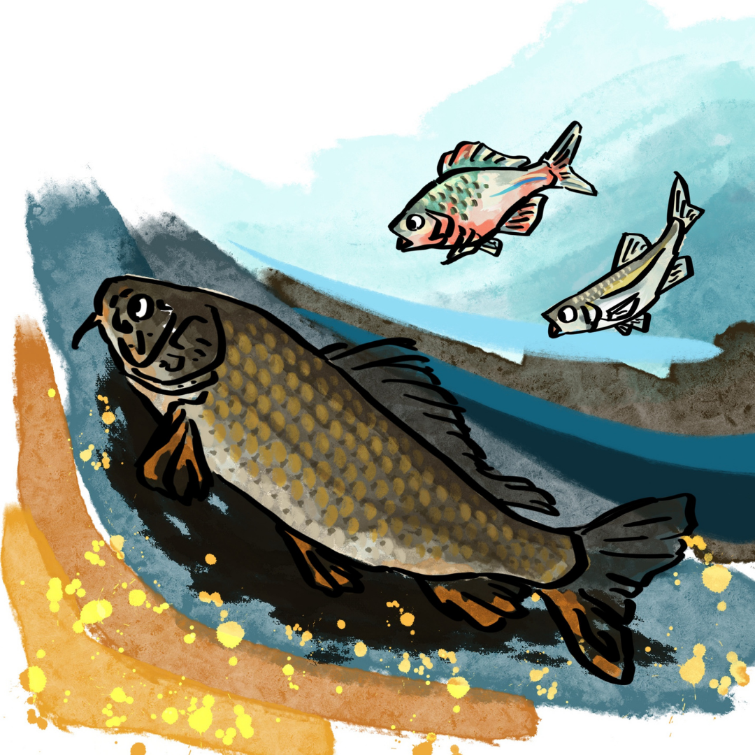 水底からどっしりとした声を響かせる、長年川を見守る大きな鯉“コイじぃ”の威厳ある姿のイラスト