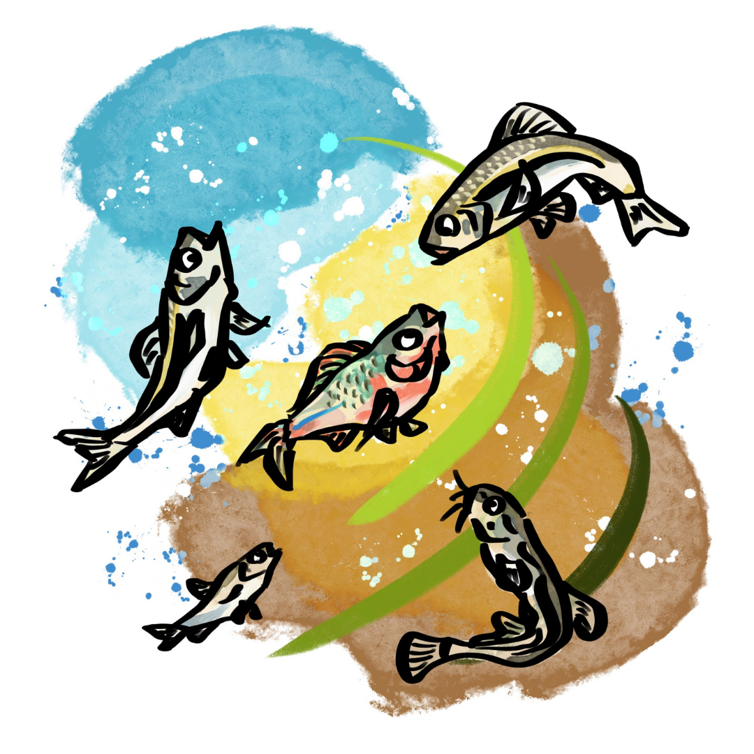 カワムツ、ドジョウ、ヨシノボリなど姿の異なる魚たちがせせらぎの中で仲良く暮らすイラスト