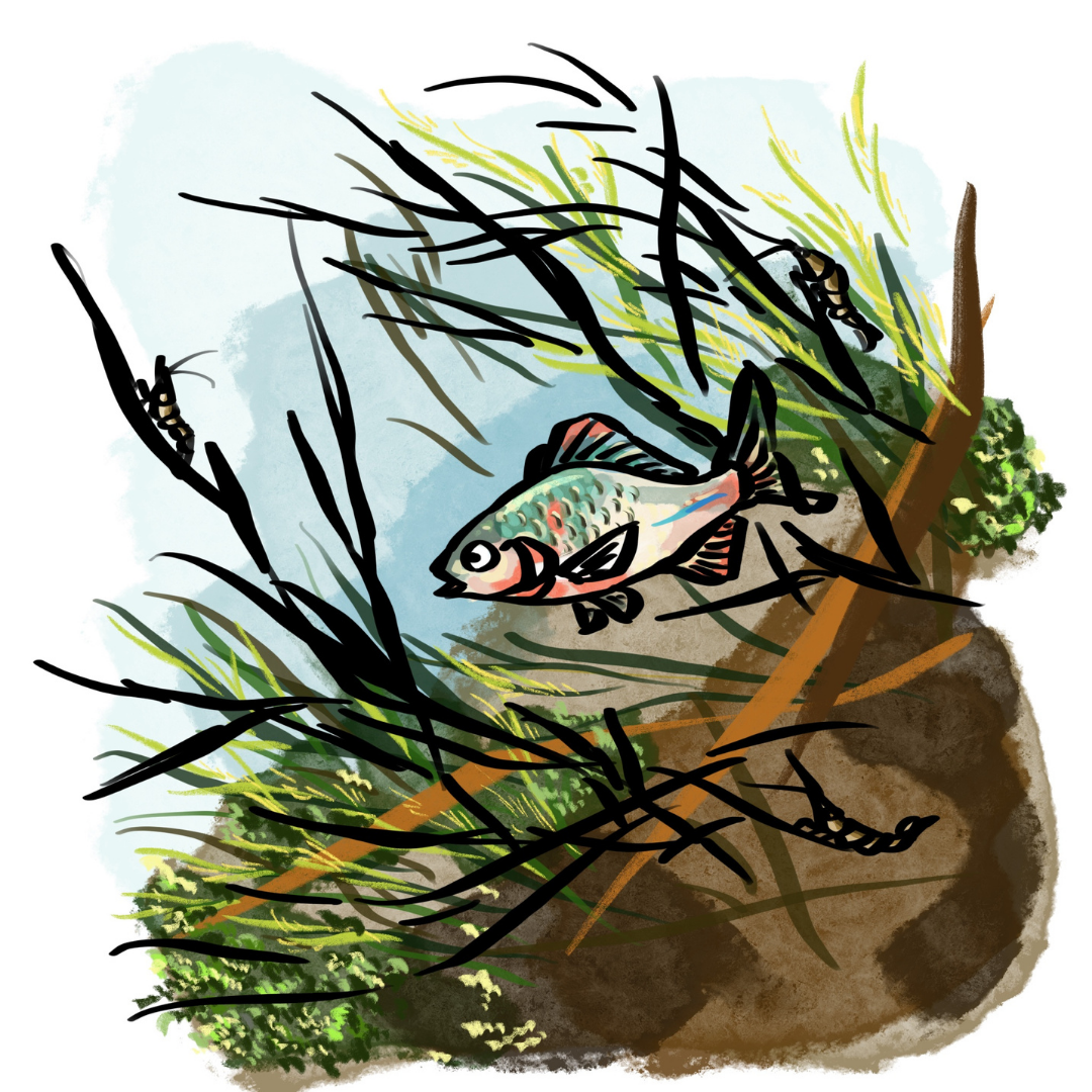 キラキラと虹色に輝く小さな魚“トト”がスイスイ泳ぐ姿のかわいらしいイラスト