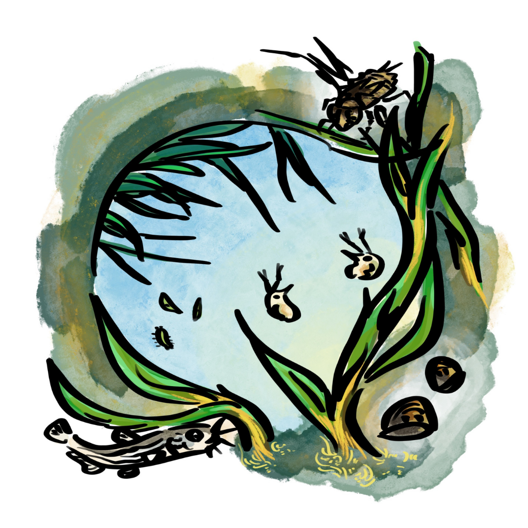 石のすき間やゆれる水草の中、ミジンコやヤゴ、ドジョウ、貝など見えないほど小さな生物が生きる精細な川の生態系イラスト