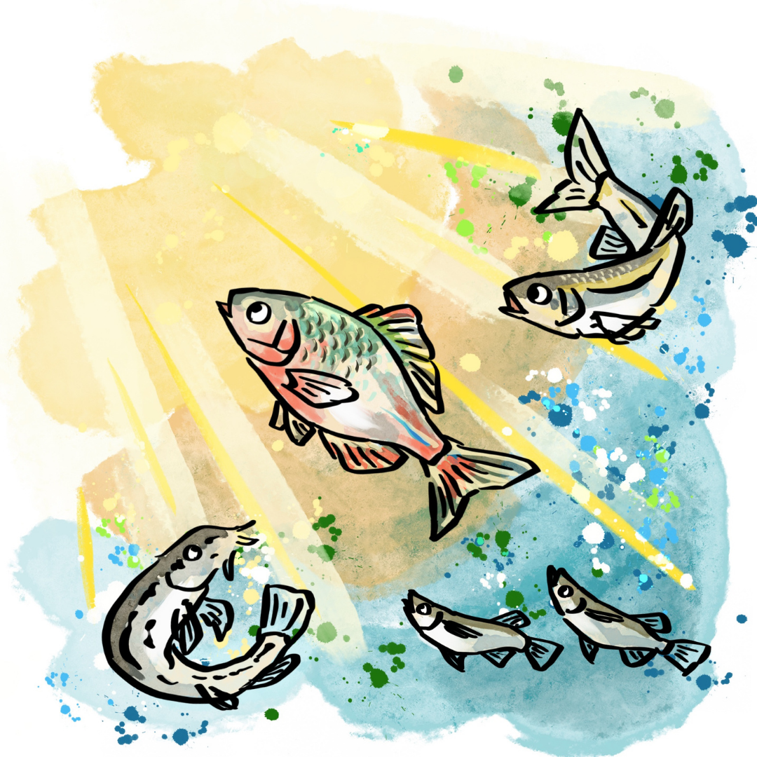 オオクチが去ったあと、光が戻り、トトが再びすいすい泳ぐ穏やかなせせらぎのイラスト