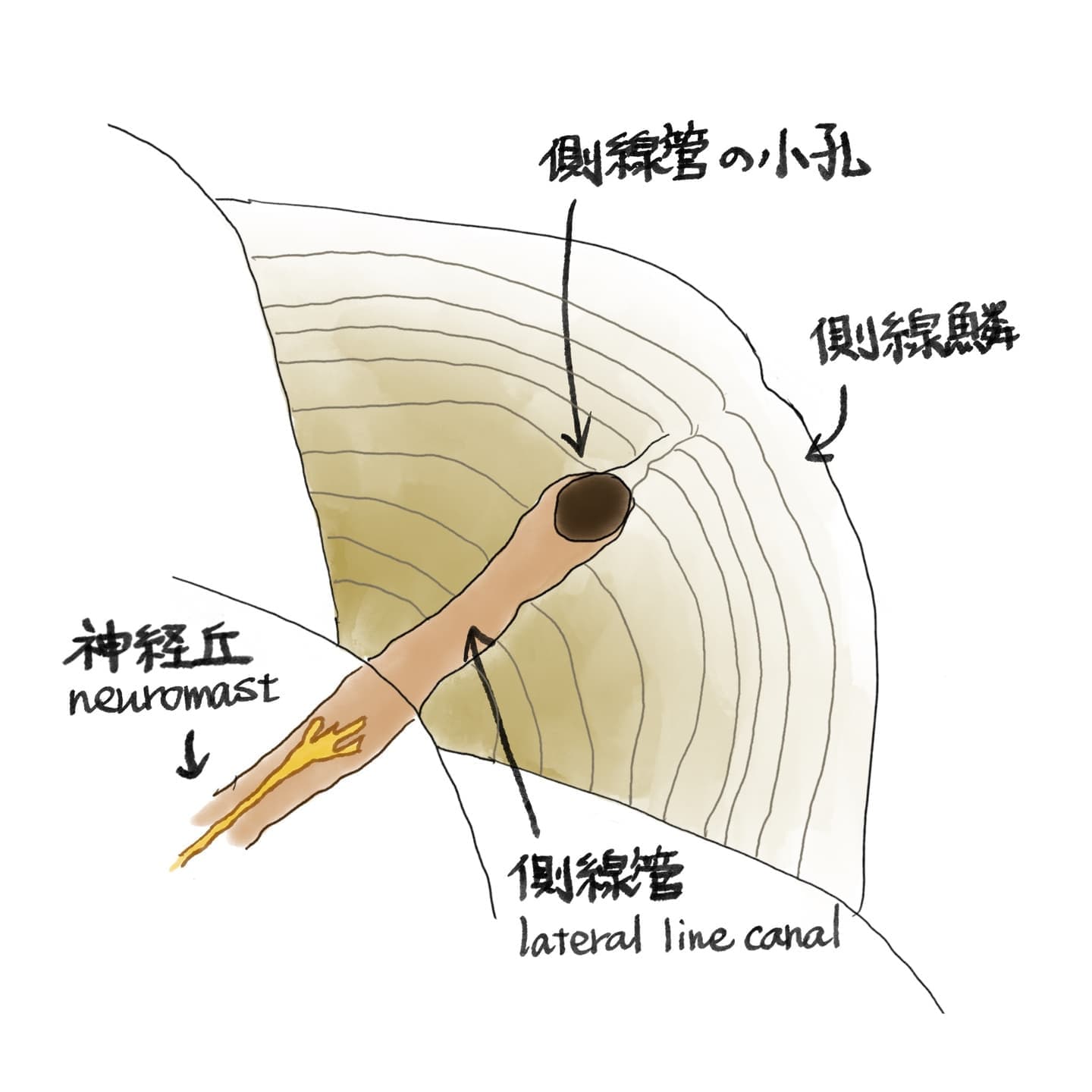 魚の側線とは何かを、概要・機能・構造から説明するイラスト