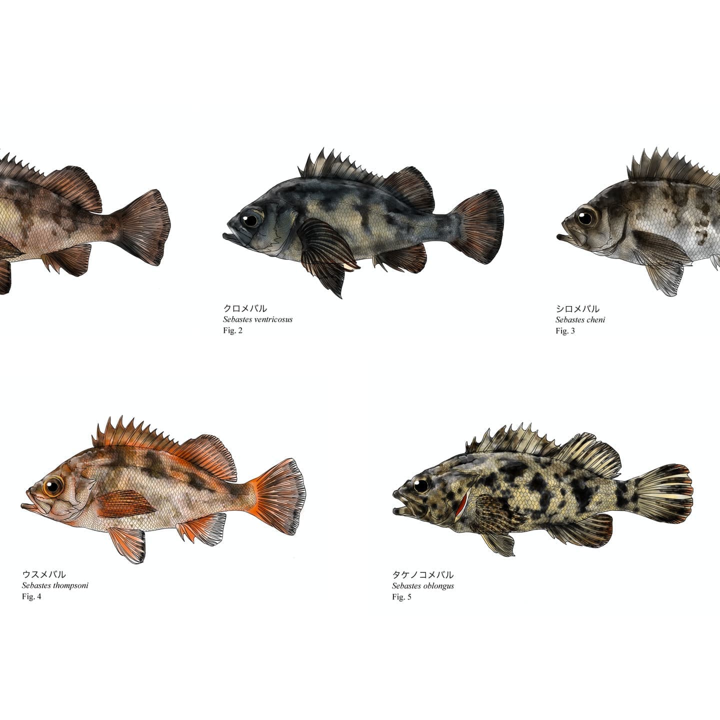 メバル５種の違いを説明するための識別魚類図版