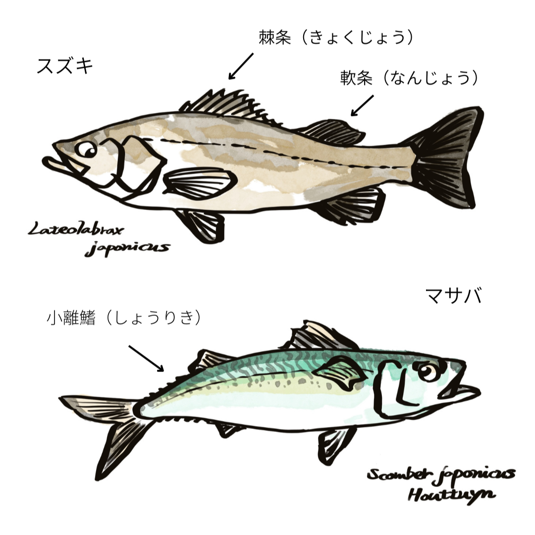 スズキとマサバのイラスト図解。上にはスズキ（Lateolabrax japonicus）が描かれており、背ビレの棘条（きょくじょう）と軟条（なんじょう）が矢印で示されている。下にはマサバ（Scomber japonicus）が描かれており、小離鰭（しょうりき）が矢印で示されている。