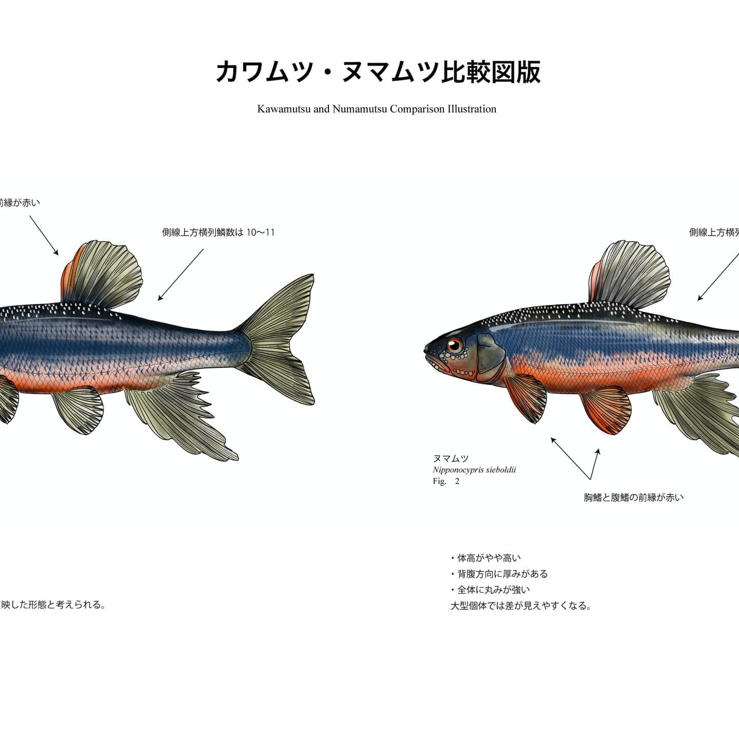 カワムツとヌマムツの比較図版。左にカワムツ、右にヌマムツを配置し、背鰭・腹鰭の赤色部位、体高差、体形の違い、側線上方横列鱗数（カワムツ10〜11、ヌマムツ12〜13）など識別形質を注記した魚類図版。