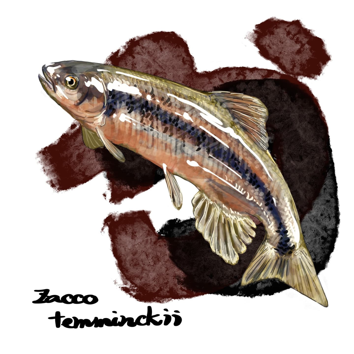 カワムツA型（ヌマムツ）の泳ぐ姿のイラスト