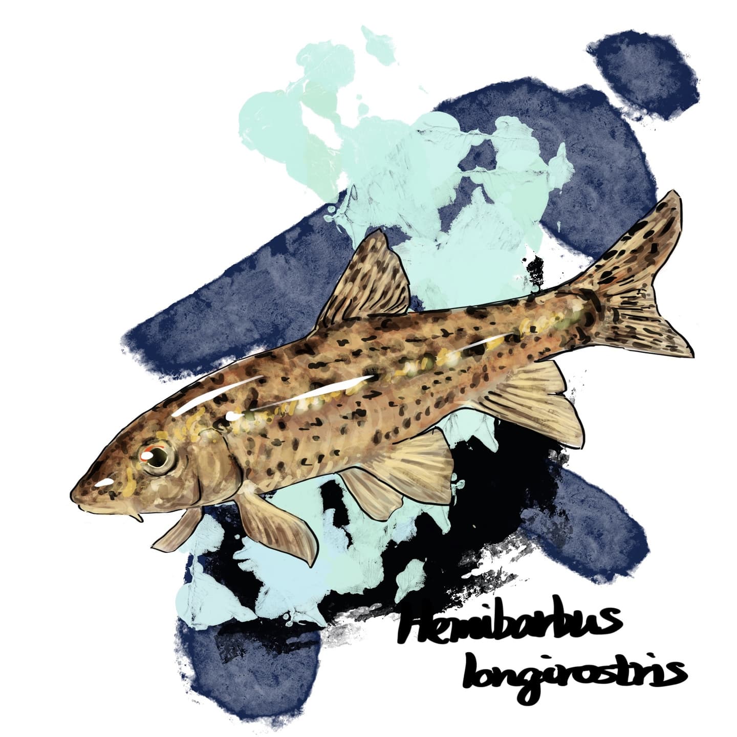 長い吻が特徴のズナガニゴイの淡水魚図