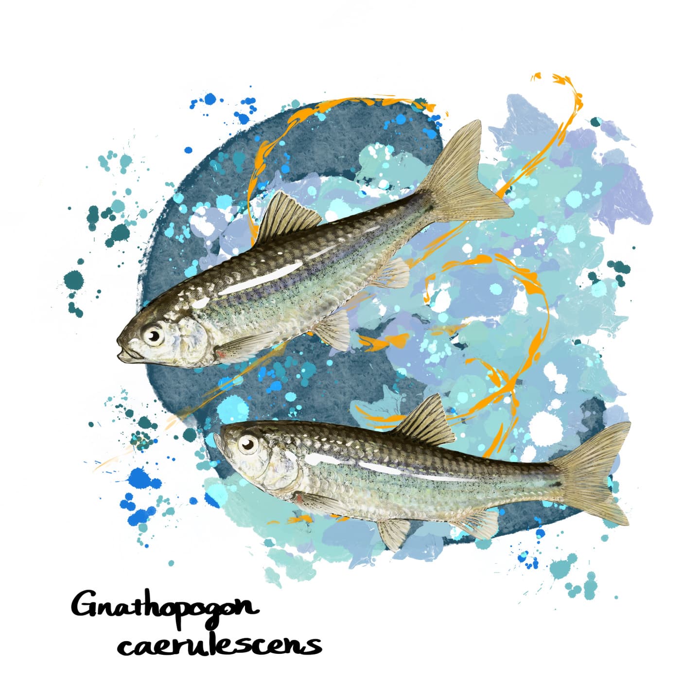 琵琶湖固有のホンモロコを正確に描いた魚類イラスト